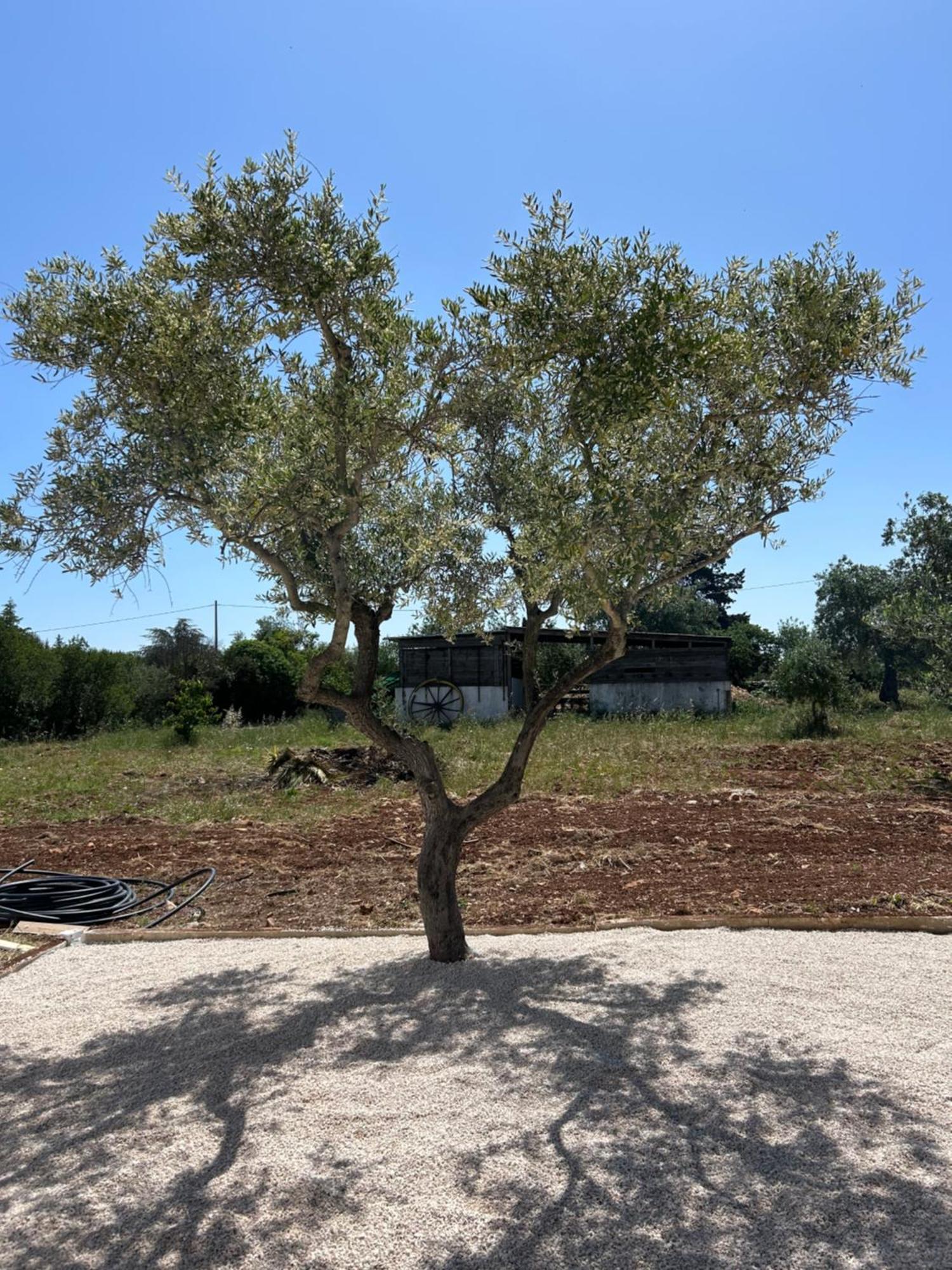 Trulli In Contrada - Monopoli旅馆 外观 照片